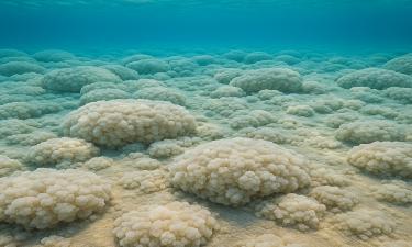 Под поверхностью Мёртвого моря идёт стройка: учёные наблюдают, как вода превращается в камень