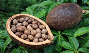 Семена монгубы имитируют вкус какао и кофе