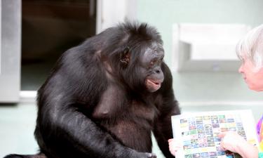 Не доживут до наших внуков: какие приматы выбывают из природы уже сейчас