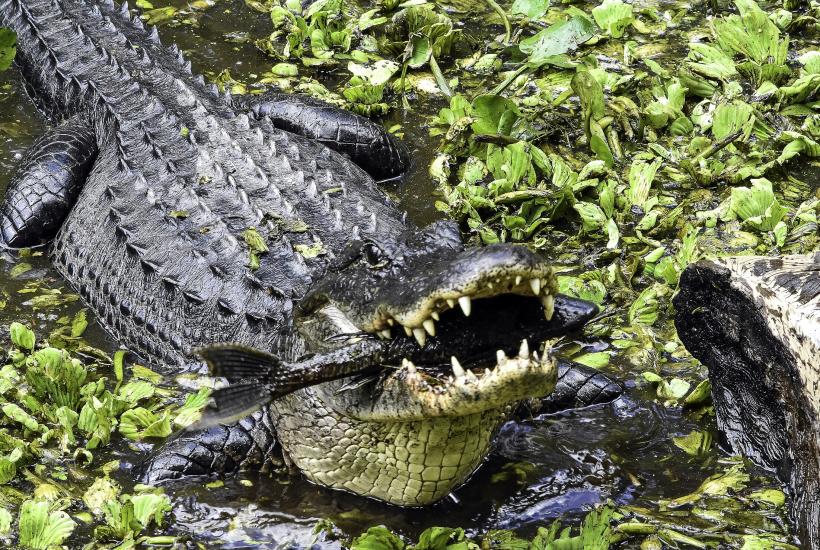 аллигатор крокодил