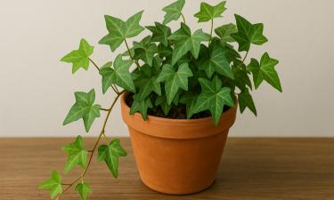 Седум Моргана, плющ и филодендрон стали трендами 2026 года — Actualno