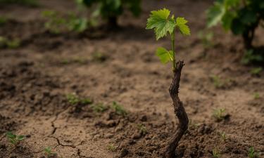 Сладких гроздей не будет: 10 коварных причин, из-за которых виноград погибает на глазах