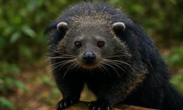 Кошачий медведь с ароматом попкорна: зверь, которого природа собрала из противоречий