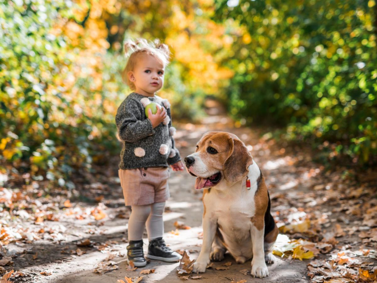 Италия вводит налог для туристов с собаками Pravda
