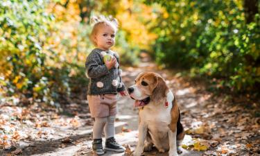Италия вводит налог для туристов с собаками — Pravda