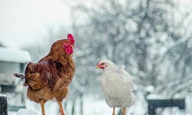 Куриные сердечки превосходят яйца по содержанию белка