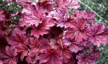 Гейхеры цветут весной при умеренном поливе — садовод Мари Ианнотти