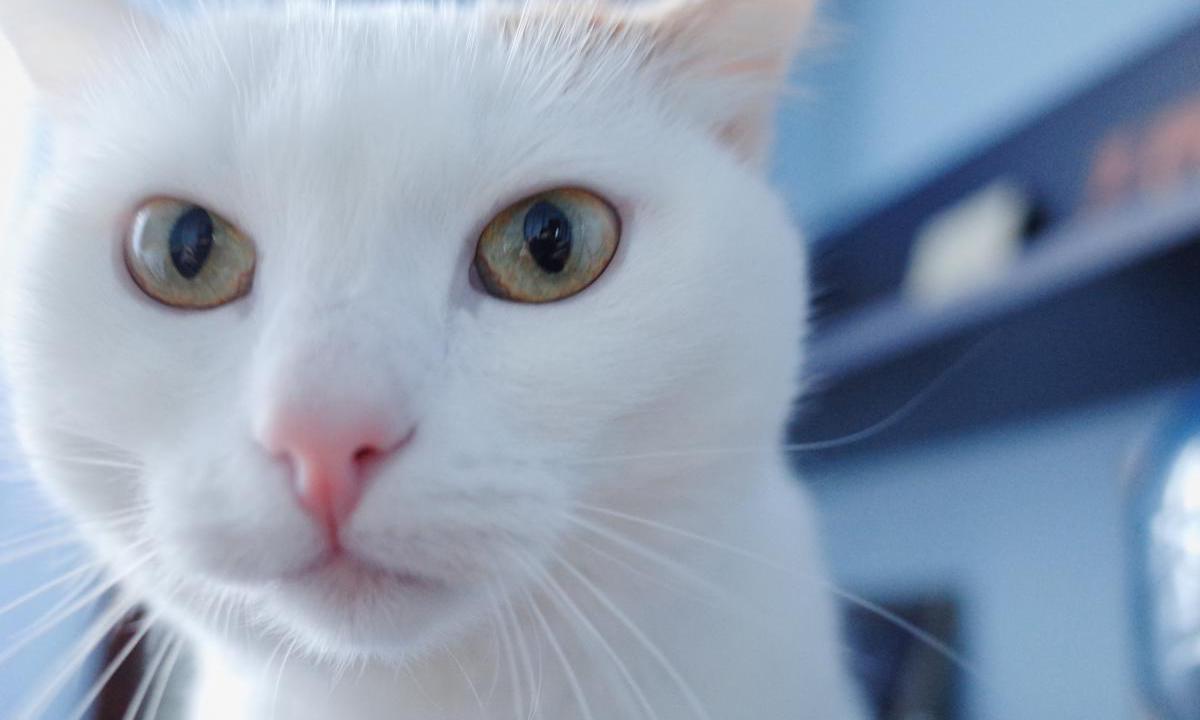 Учёные обнаружили положительное влияние домашних животных на работу мозга