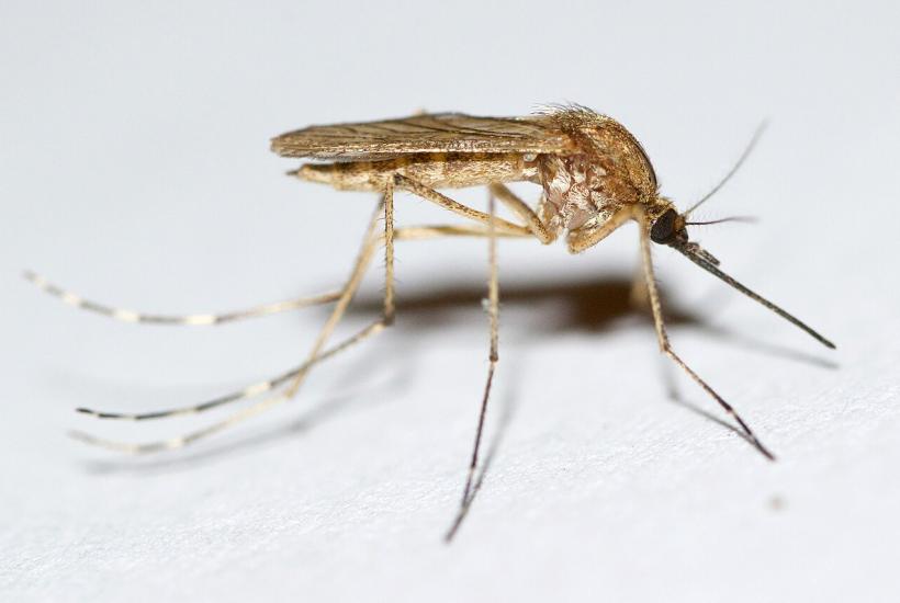 комар Aedes riparius комар Aedes riparius