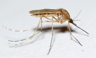 Китай охвачен эпидемией чикунгуньи: более 8000 зараженных