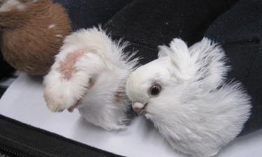 Мужчина спрятал голубей в носки для перевозки – Псковская таможня