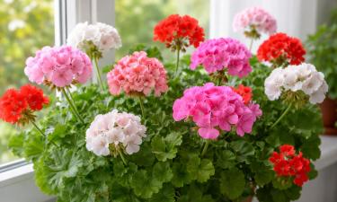 Пеларгонию переврзят с дачи до первых заморозков — агрохимик Петр Сухоруких