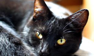 Как понять поведение кошек: научные факты о диких корнях и привычках домашних питомцев