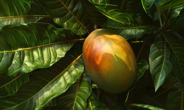 Поливать косточку манго нужно по мере подсыхания — садовод Ольга Никонорова