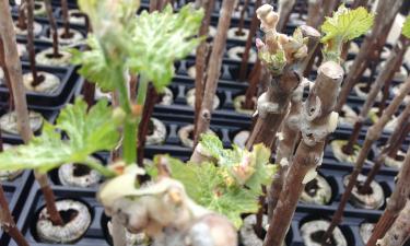 Неверный выбор зоны морозостойкости приводит к гибели саженцев