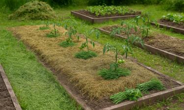 Садовые враги сдаются без боя — стоит лишь правильно использовать чеснок