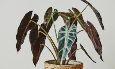 Лиановые филодендроны увеличили лист при установке опоры