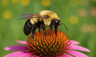 Один шмель может менять поведение всей колонии — Южный медицинский университет
