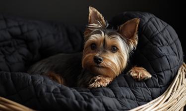 Личное место снижает уровень стресса у кошек и собак — ветеринар Артём Дёмин