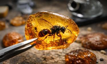 Застывшая тайна мелового мира: находка Испании вскрыла опасный эволюционный парадокс