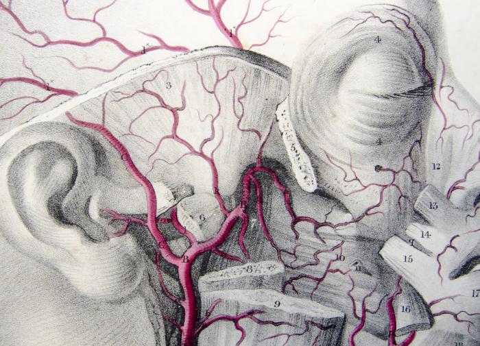 Ученые выяснили, что уколы ботокса смягчают дрожание головы
