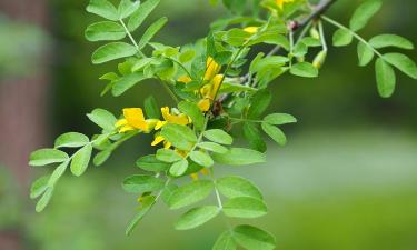 Акация адаптируется к выращиванию в домашних условиях — Ciceksel