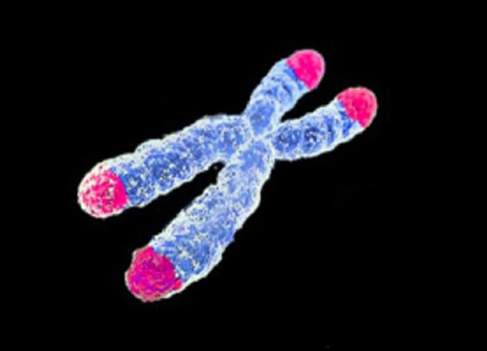 Science: ученые разработали новый способ создания искусственных хромосом человека