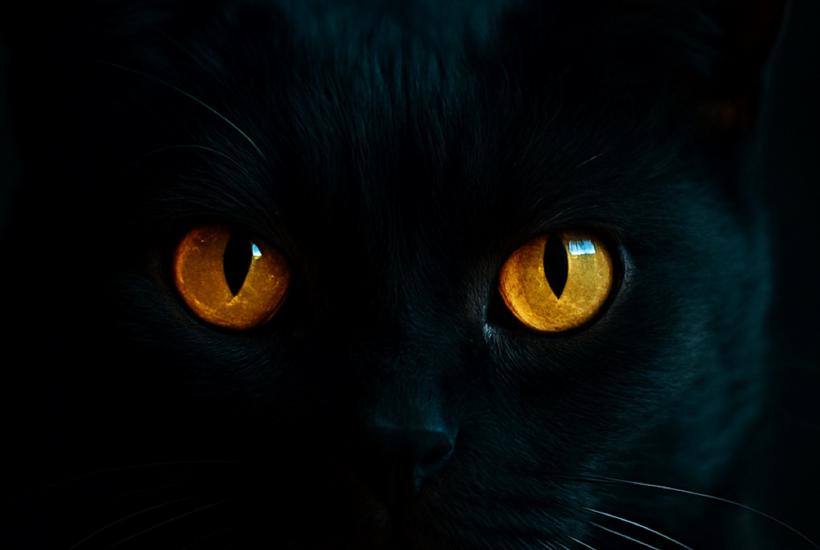 Глаза чёрной кошки