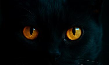 Анализ древней ДНК опроверг версию о левантийском происхождении кошек — Science