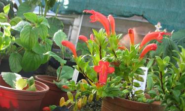 Эсхинантус продлил цветение при прохладной зимовке