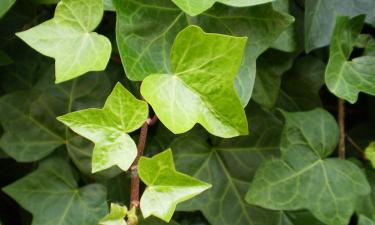 Сухой воздух спровоцировал подсыхание кончиков у плюща