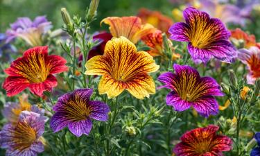 Сальпиглоссис выращивают из семян как однолетник — эксперт Людмила Улейская