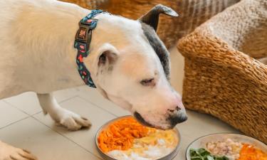 Один раз — и в клинику: почему ваша любовь к питомцу может закончиться трагедией