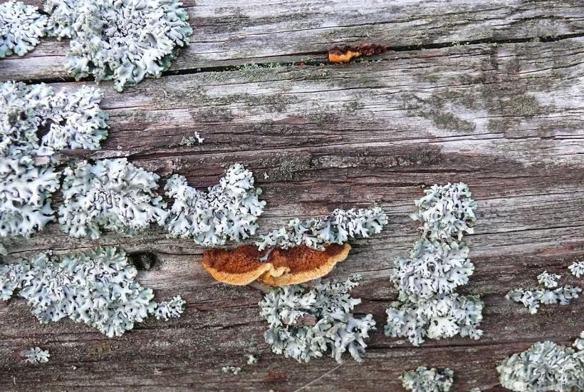 Дерево поражённое лишайниками