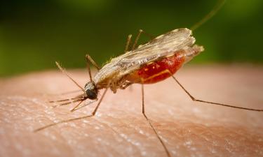 Обычный приём лекарства — и вы больше не мишень для малярии