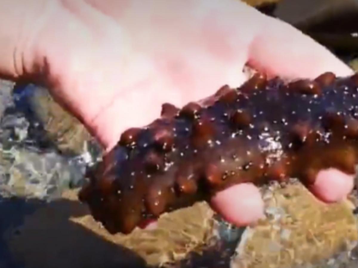 Ограничения на трепанга и гребешка вызвали критику отрасли по словам Витязева