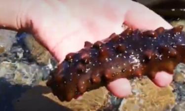 Ограничения на трепанга и гребешка вызвали критику отрасли по словам Витязева