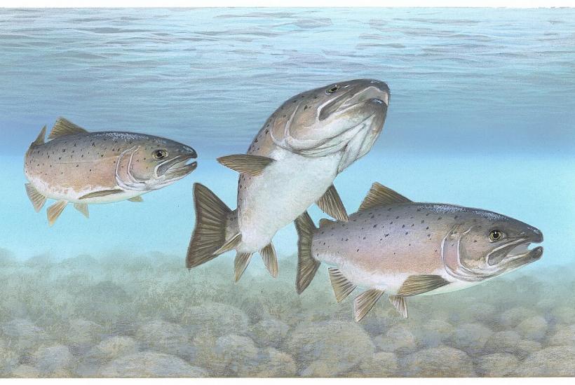 Атлантический лосось