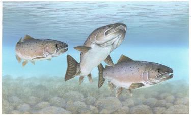 Молодь лосося возвращается в реки северо-запада Англии — The Guardian