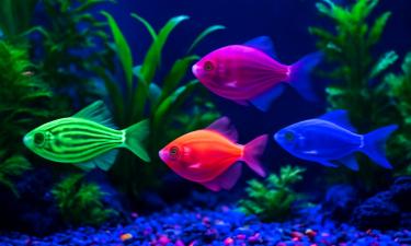 GloFish: генетически модифицированные рыбки с флуоресценцией, ставшие популярными