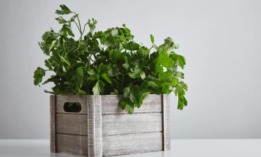 Выбросили? А могли съесть: овощные отходы, которые превращаются в деликатес