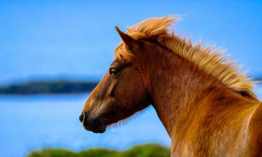 Лес под копытом: как дикие лошади адаптировались к борьбе с пламенем