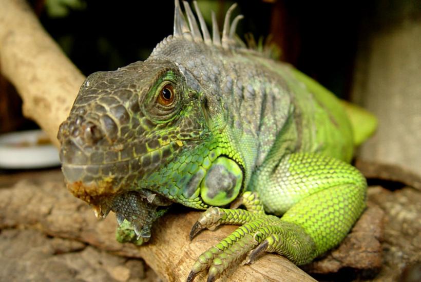 Игуана