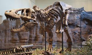 Палеонтологи: тираннозавры имели неподвижную нижнюю челюсть