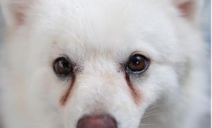 У вашей собаки пятна от слёз: может потребоваться хирургическое вмешательство