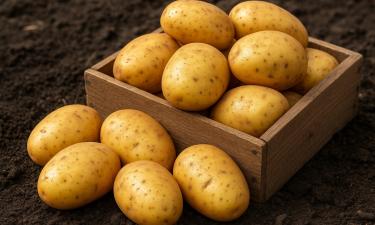 Урожай — как в сказке, и вкус — как в детстве: сорта картофеля, что кормят до весны, не теряя вкуса