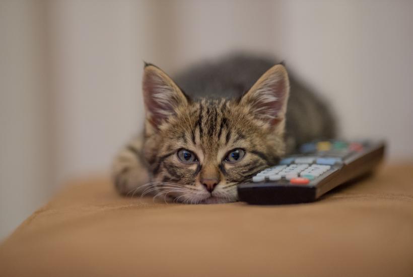 кот смотрит телевизор