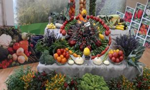 Перец сладкий и очень горькие патиссоны: ВНИИССОК отмечает 100-летний юбилей