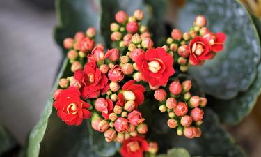 Короткий день ускорил закладку бутонов каланхоэ