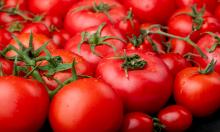 Мясистые томаты ведрами: холодоустойчивый сорт даёт урожай, когда другие только выживают